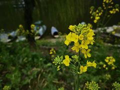 -新安江山水画廊风景区