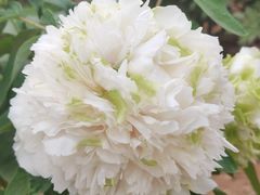 -洛阳市隋唐城遗址植物园
