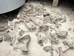 -自贡恐龙博物馆