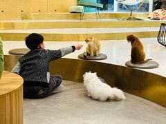 -飞行喵MR PILOT|猫舍·猫咖(静安大融城店)