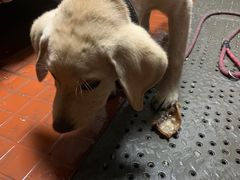 -鞑子烤羊腿(贝村总店)