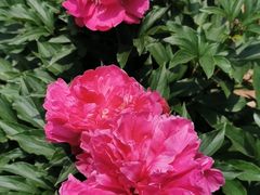 -西村叔叔的店(黄岛青医附院店)