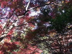 -秋霞圃