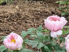 -洛阳市隋唐城遗址植物园