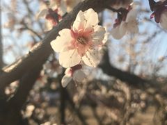 -香雪海