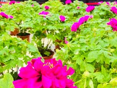 -北京市垂杨柳医院