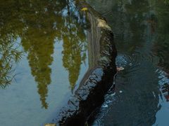 -成都市活水公园