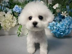 -BABIT巴比特宠物(MOMOPARK店)