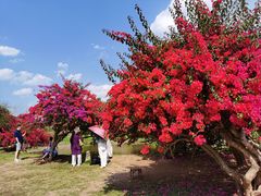 -中国科学院西双版纳热带植物园