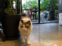 -咖法森林·咖啡  酒吧(天河店)