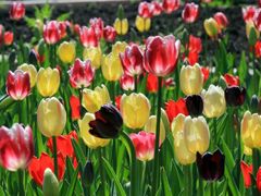 -上和臻品中国菜(花园街店)