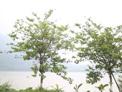 -羚羊峡古栈道森林公园