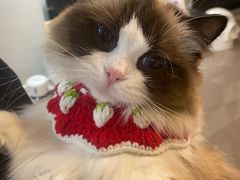 -天使宠物医院·犬猫分诊(彩虹店)