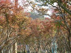 -广州市帽峰山景区