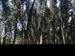 -小洲村