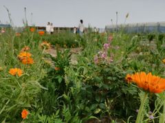 蔬菜基地-上海崇明金茂凯悦酒店
