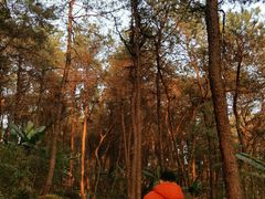 -铁山坪森林公园