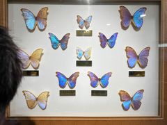 -上海昆虫博物馆