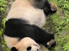 -都江堰中华大熊猫苑