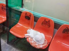 -猫咪博物馆(顶澳仔猫街店)