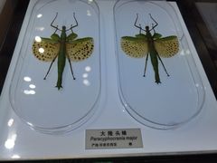 -上海昆虫博物馆
