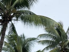 -三亚湾海居铂尔曼度假酒店