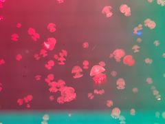 -福州罗源湾海洋世界旅游区