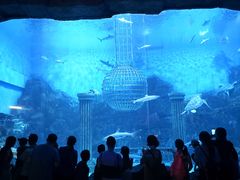 -芜湖新华联大白鲸海洋公园