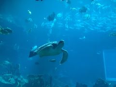 -海棠湾洲际-涛·海底餐厅·美人鱼·自助餐·海底隧道