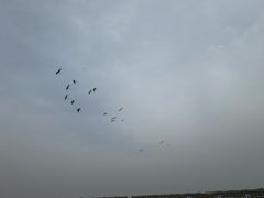 -盐城丹顶鹤湿地生态旅游区
