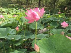 -莲花山花海