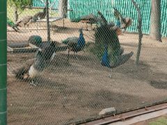 -西霞口神雕山野生动物世界