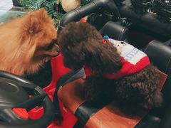 -百好乐宠物友好餐厅(朝外大街店)