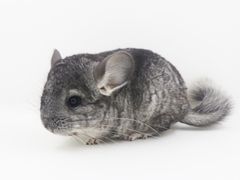 -龙猫仔乐园(惠福东路店)