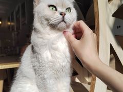 -豆逗聊愈猫阁Easy Life