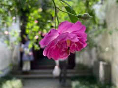 -艺圃