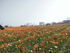 -紫颐香薰山谷景区