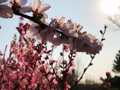 -大兴滨河森林公园