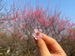 -香雪海