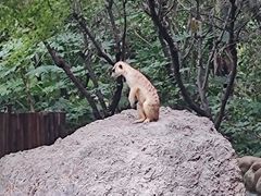 -上海野生动物园