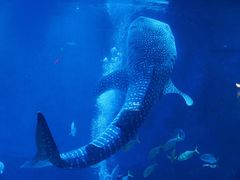 -烟台海昌鲸鲨海洋公园
