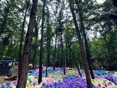 -洛阳白云山景区