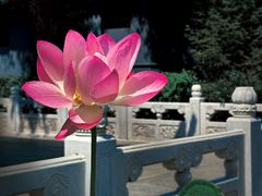 -哈尔滨极乐寺