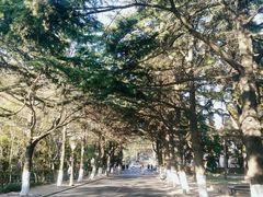-八大关景区
