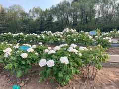 -曹州牡丹园