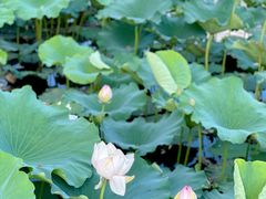 -荷塘月色湿地公园·向阳花洲