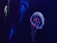 -成都浩海立方海洋公园