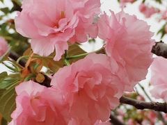 -天适樱花悠乐园