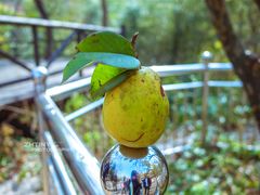 -招虎山国家森林公园-售票处