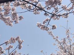 -顾村公园